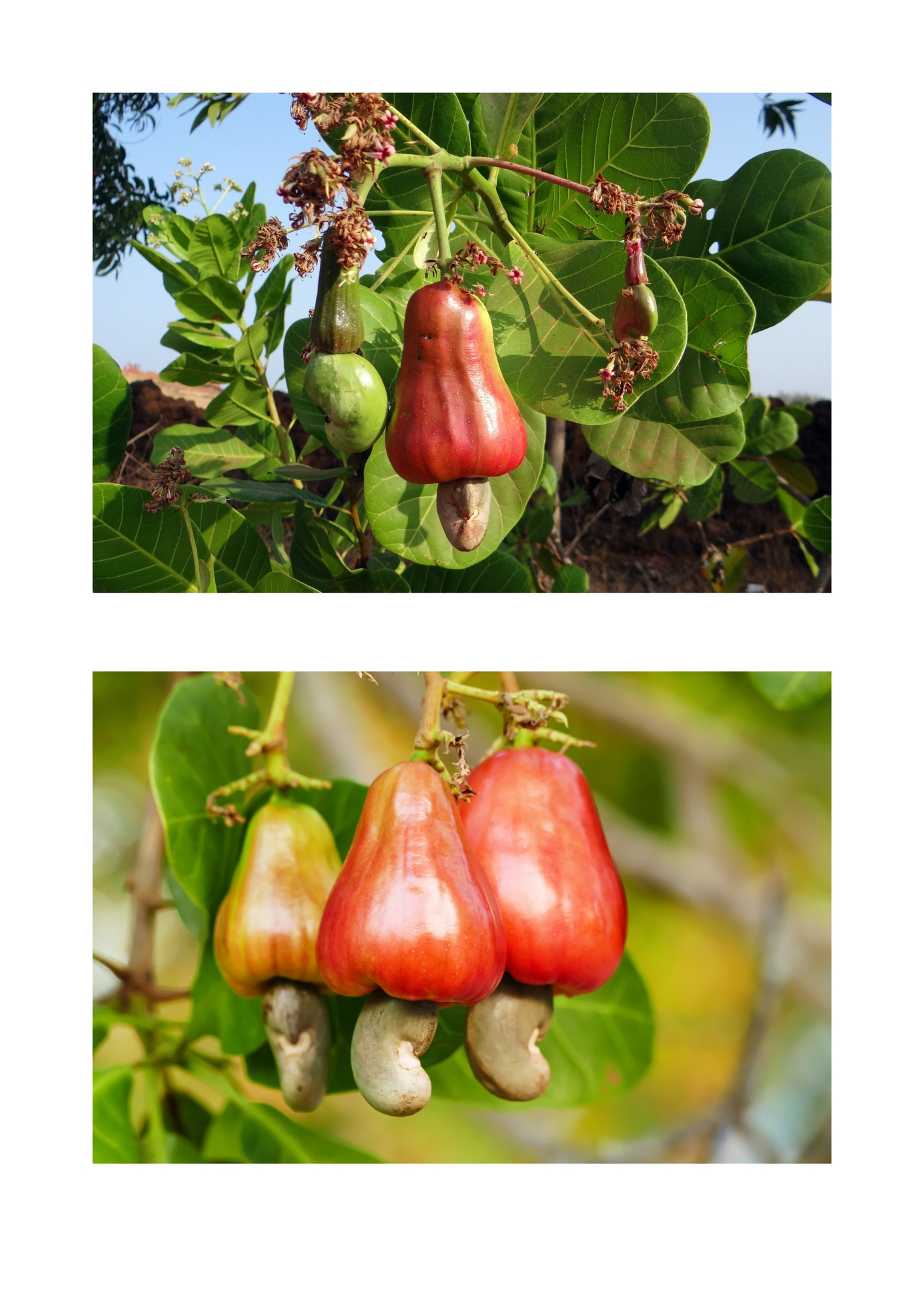 Kaju Gar (Cashew Nut)